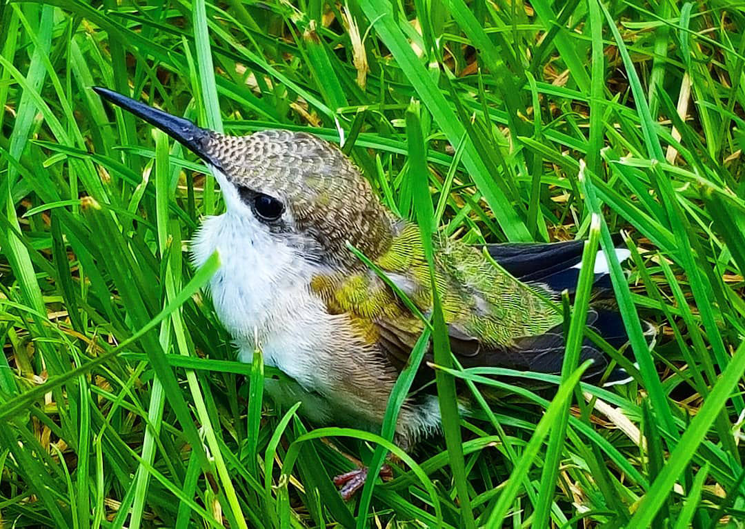 Tiffany Clark: Baby hummingbird